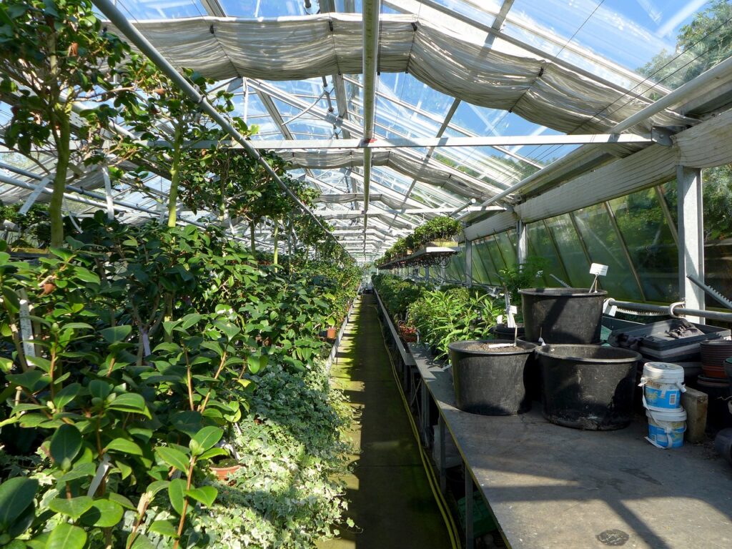 greenhouse, plants, pots-2499758.jpg